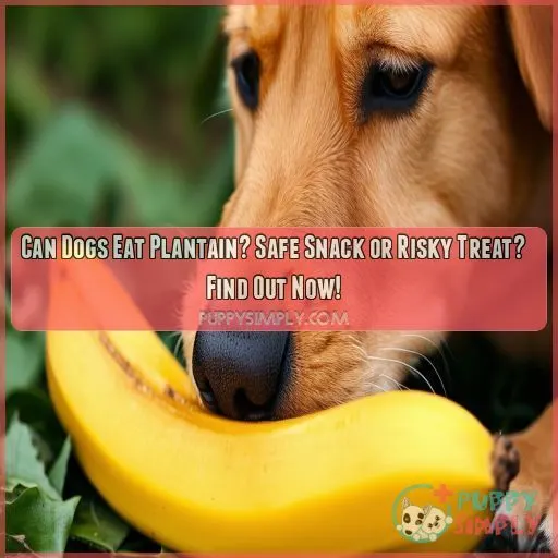 can dogs eat plantain