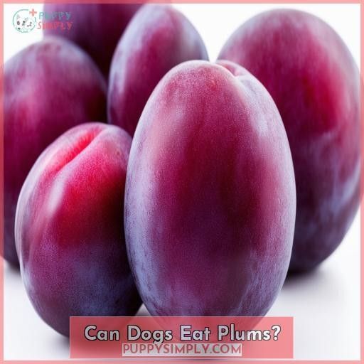 Can Dogs Eat Purple Plums? The Delicious Truth About Feeding Plums to Dogs