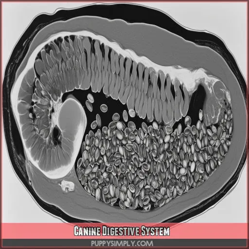 Canine Digestive System