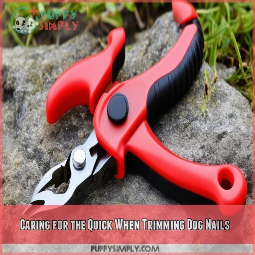 Caring for the Quick When Trimming Dog Nails