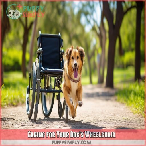 Caring for Your Dog's Wheelchair