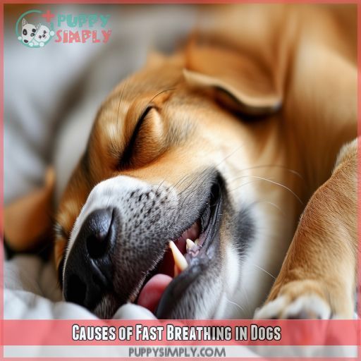 Causes of Fast Breathing in Dogs