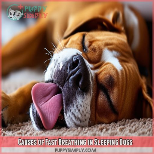 Causes of Fast Breathing in Sleeping Dogs
