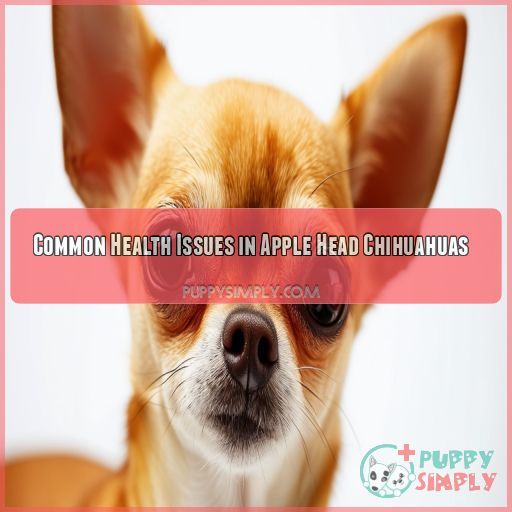 Common Health Issues in Apple Head Chihuahuas