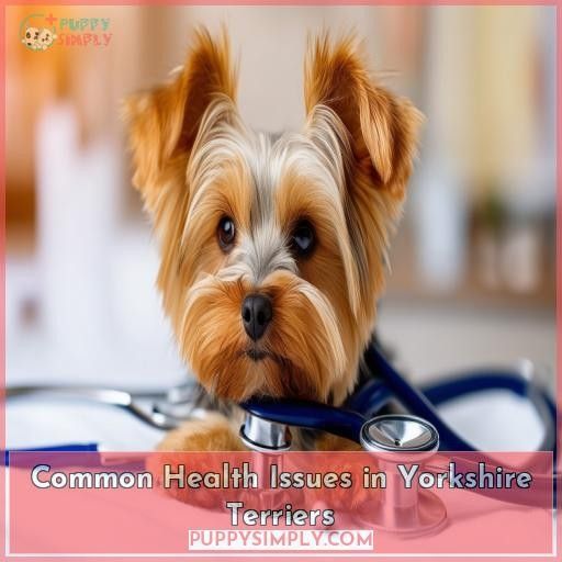 Common Health Issues in Yorkshire Terriers