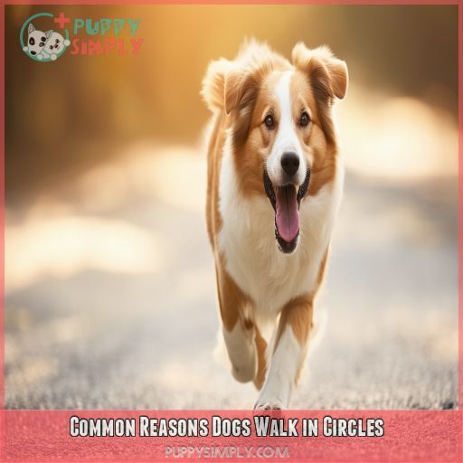 Common Reasons Dogs Walk in Circles