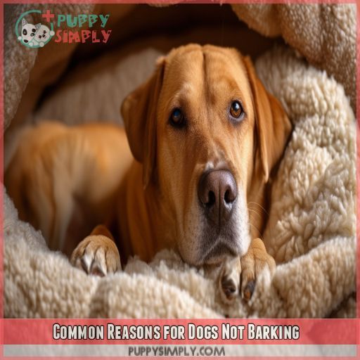 Common Reasons for Dogs Not Barking