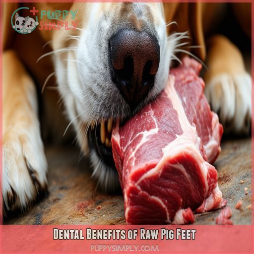 Dental Benefits of Raw Pig Feet