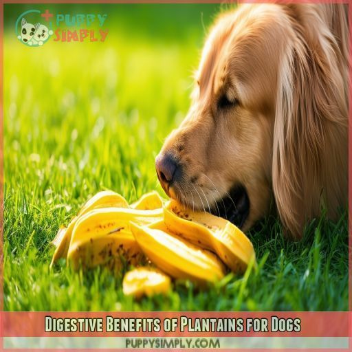 Digestive Benefits of Plantains for Dogs