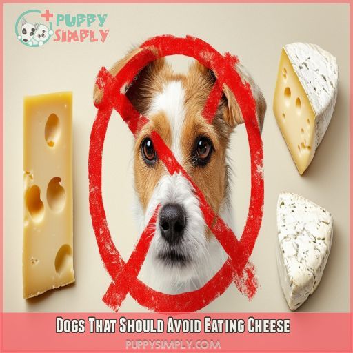 Dogs That Should Avoid Eating Cheese