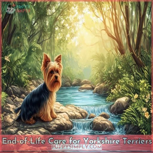 End-of-Life Care for Yorkshire Terriers