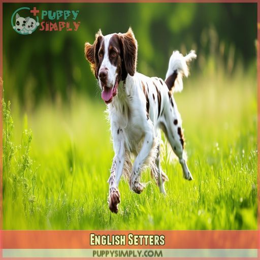English Setters English Setters