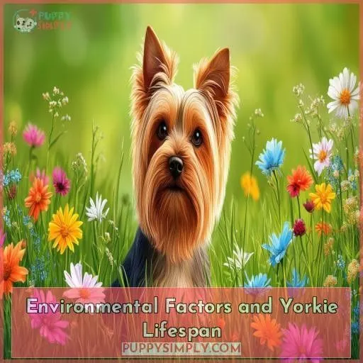 Environmental Factors and Yorkie Lifespan