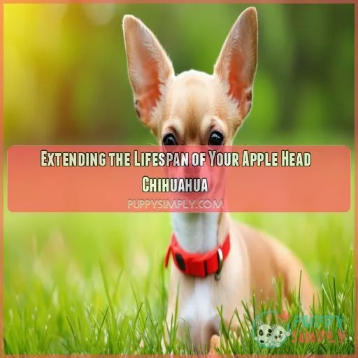 Extending the Lifespan of Your Apple Head Chihuahua