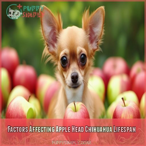 Factors Affecting Apple Head Chihuahua Lifespan