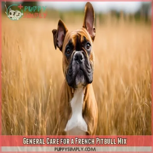 General Care for a French Pitbull Mix