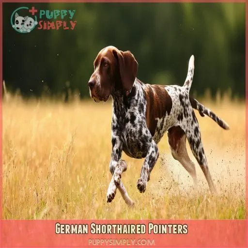 German Shorthaired Pointers