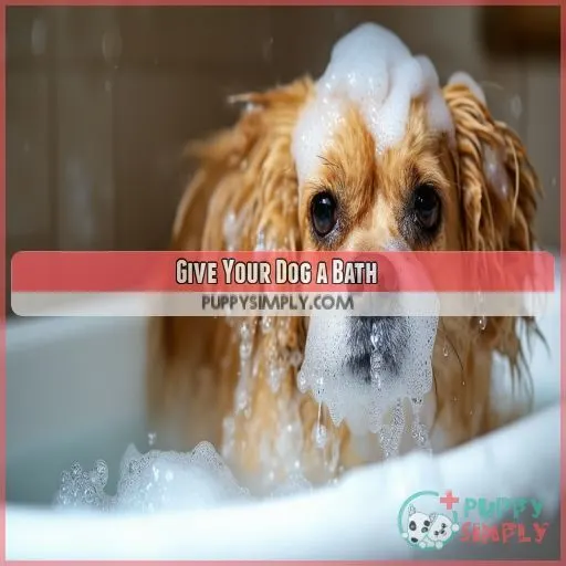 Give Your Dog a Bath