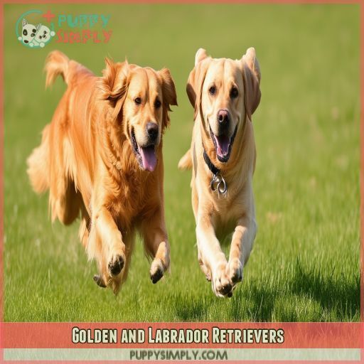 Golden and Labrador Retrievers Golden and Labrador Retrievers