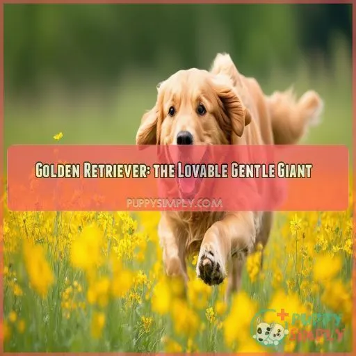Golden Retriever: the Lovable Gentle Giant