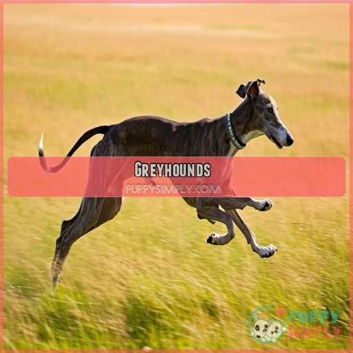Greyhounds Greyhounds