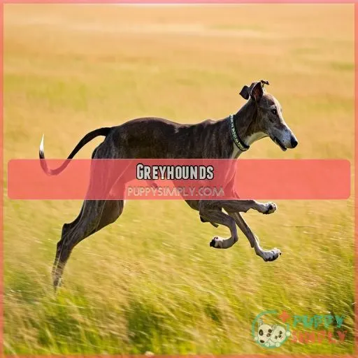 Greyhounds