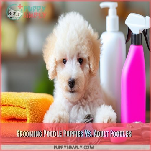 Grooming Poodle Puppies Vs. Adult Poodles