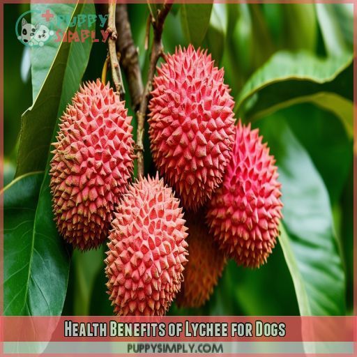 Health Benefits of Lychee for Dogs