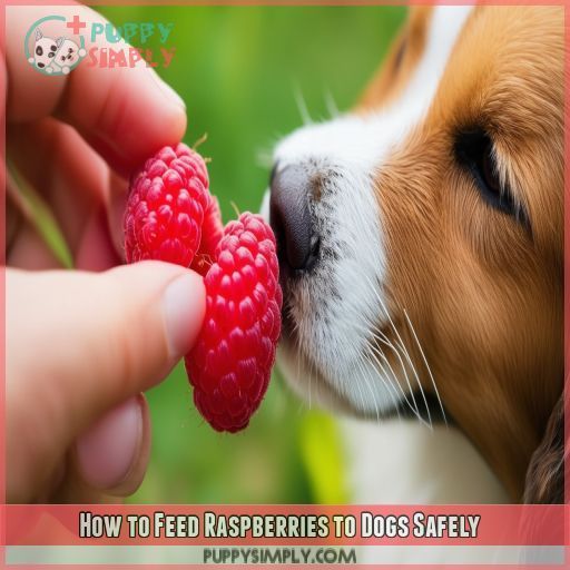 How to Feed Raspberries to Dogs Safely