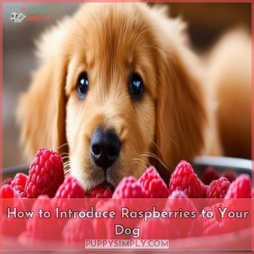 How to Introduce Raspberries to Your Dog