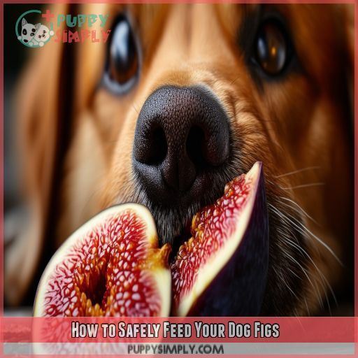 How to Safely Feed Your Dog Figs