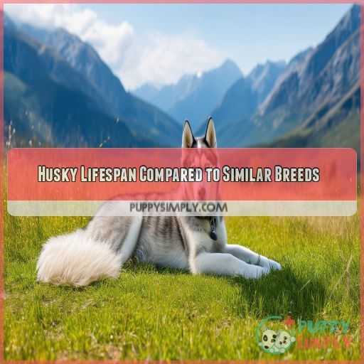 Husky Lifespan Compared to Similar Breeds