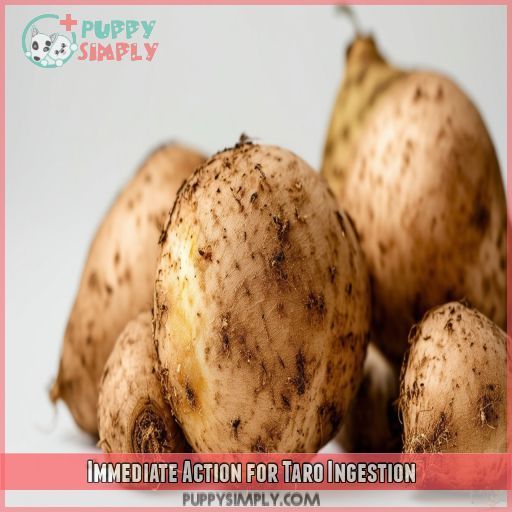 Immediate Action for Taro Ingestion