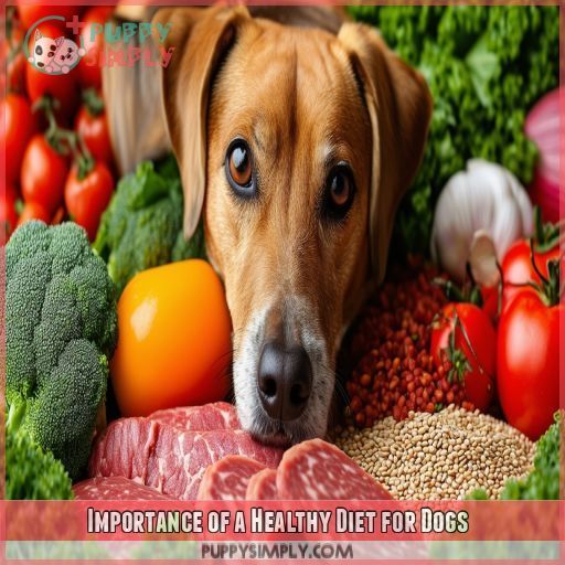 Importance of a Healthy Diet for Dogs