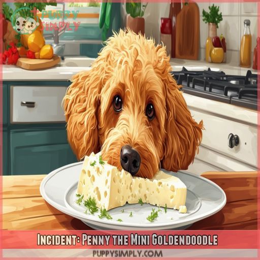 Incident: Penny the Mini Goldendoodle