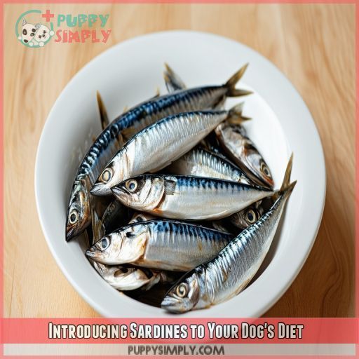 Introducing Sardines to Your Dog