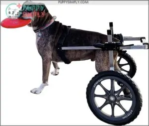K9 Carts Dog Wheelchair -