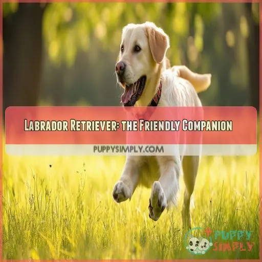 Labrador Retriever: the Friendly Companion