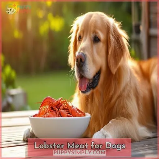 Lobster Meat for Dogs