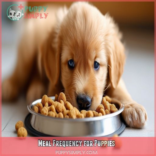 Meal Frequency for Puppies
