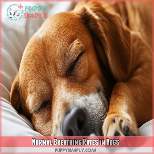Normal Breathing Rates in Dogs