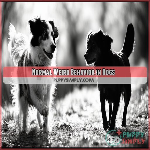 Normal Weird Behavior in Dogs
