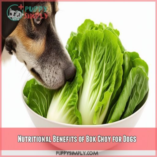 Nutritional Benefits of Bok Choy for Dogs