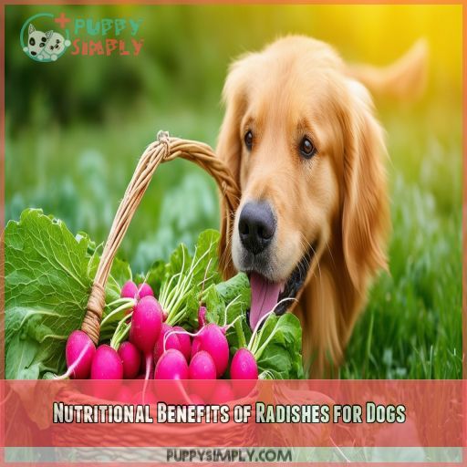 Nutritional Benefits of Radishes for Dogs