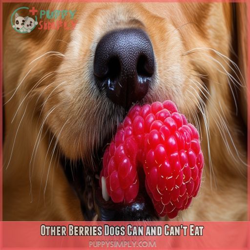 Other Berries Dogs Can and Can