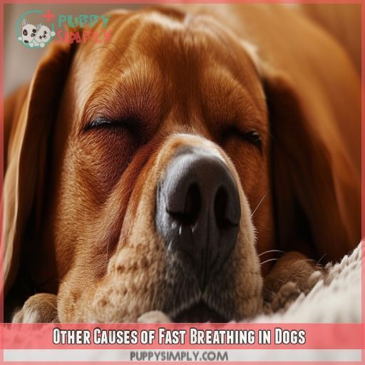 Other Causes of Fast Breathing in Dogs
