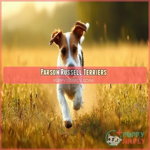 Parson Russell Terriers