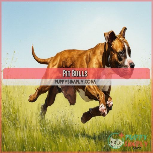 Pit Bulls Pit Bulls
