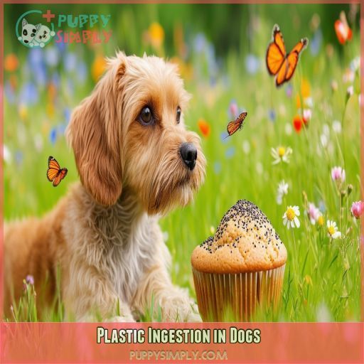 Plastic Ingestion in Dogs