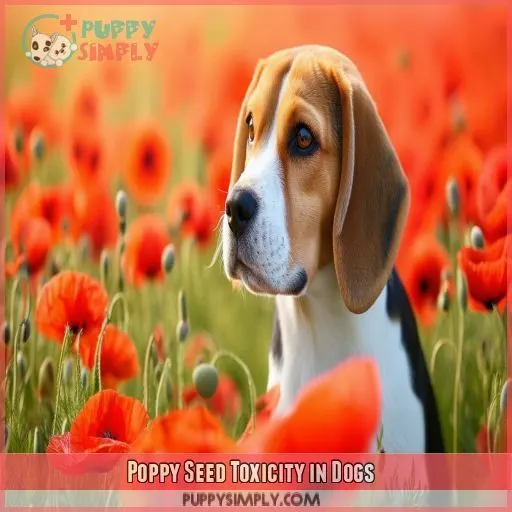 Poppy Seed Toxicity in Dogs